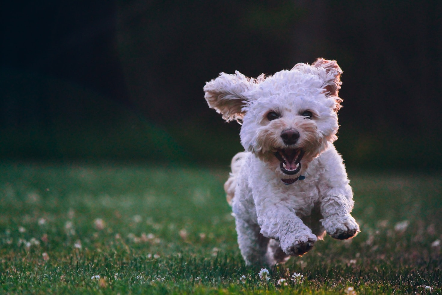 Gesunde Ernährung für einen vitalen und aktiven Hund