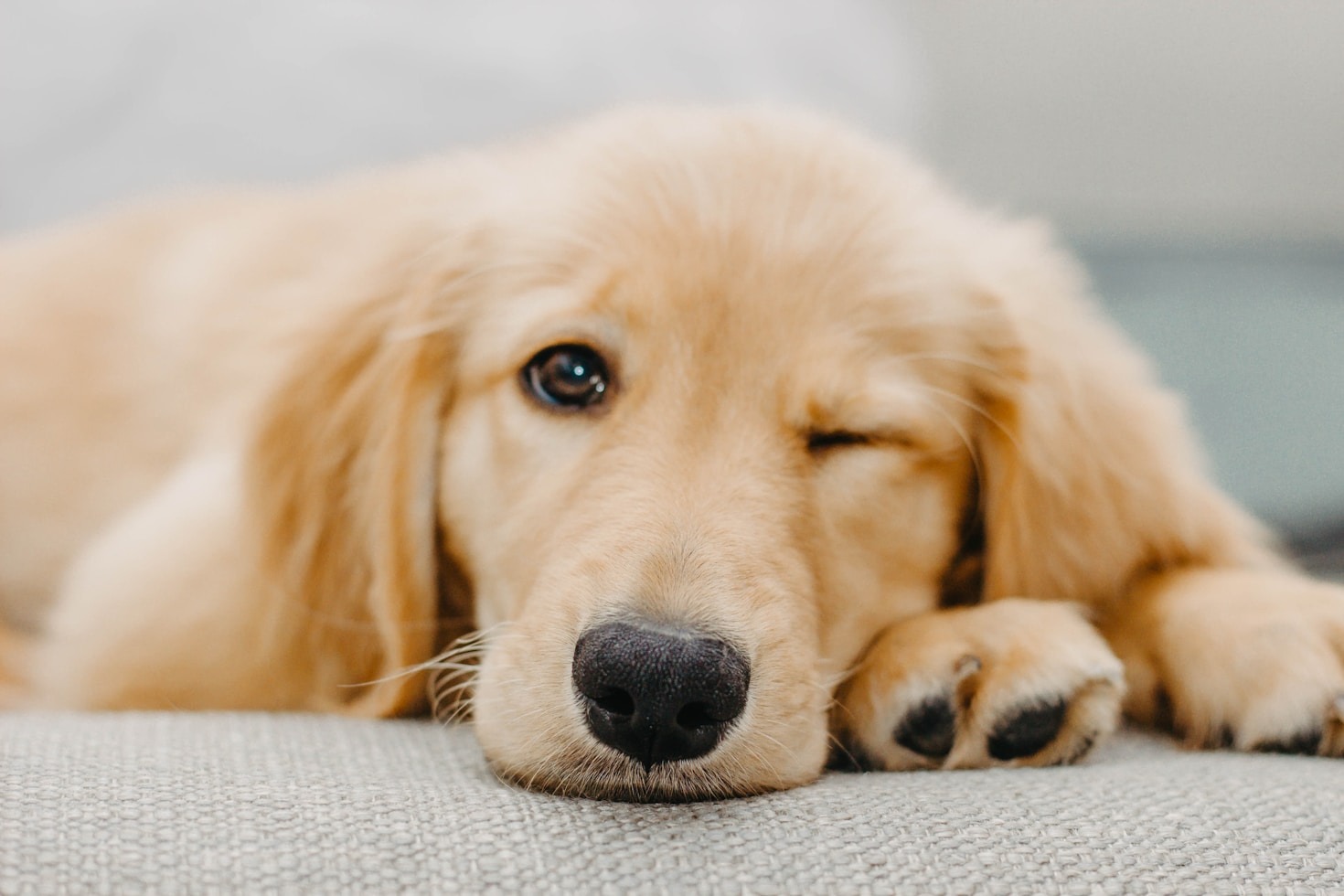 Wie Sie die Bindung zu Ihrem Hund stärken