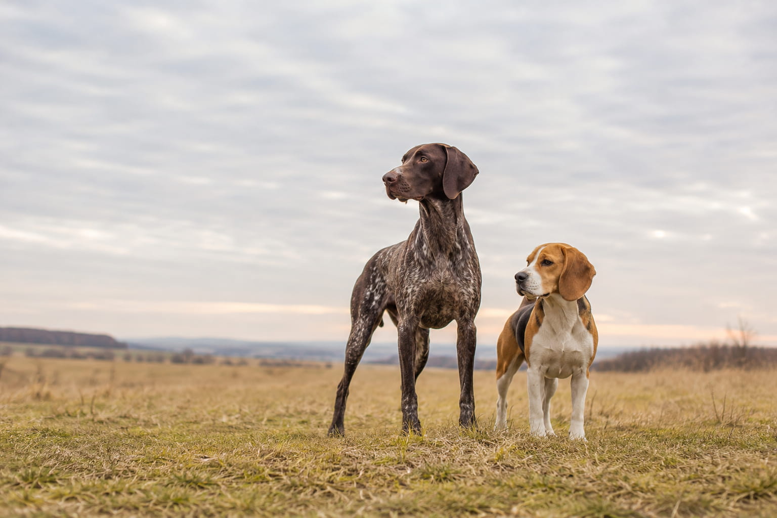 Zwei Jagdhunde auf einer Wiese