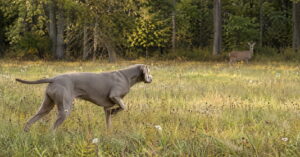 Der Denkfehler, der Antijagdtraining zum Scheitern bringt Weimaraner steht an einem Reh im Wald vor.
