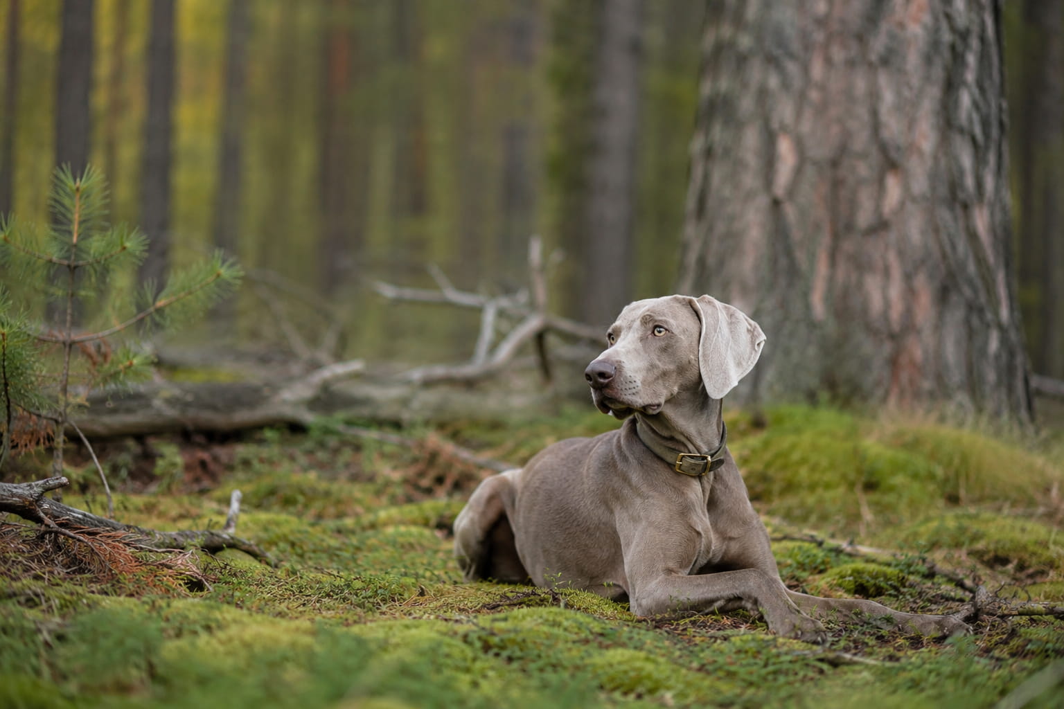 Weimaraner liegt im Wald