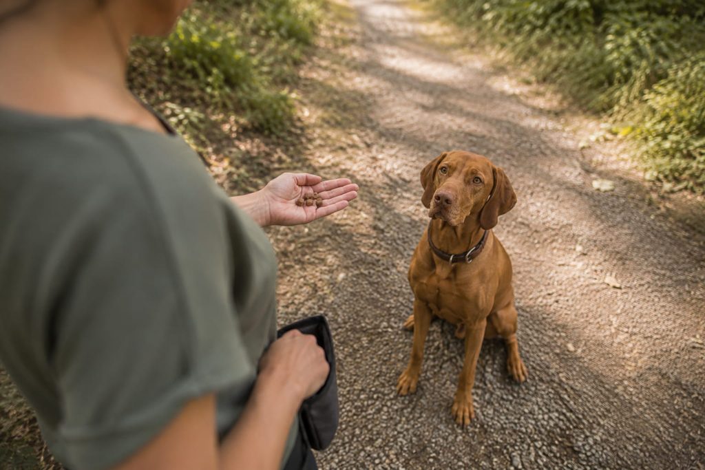 Frau und Hund beim 10 Leckerlispiel