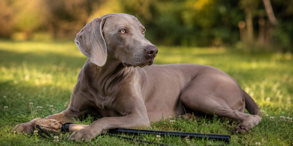 Weimaraner liegt entspannt im Gras
