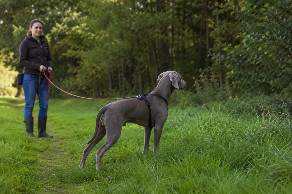Weimaraner guckt in den Wald rein und ist an der Schleppleine